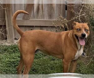 Labrador Retriever-Unknown Mix Dogs for adoption in San Antonio, TX, USA
