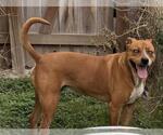 Small Labrador Retriever Mix