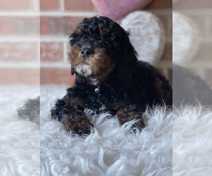 Cavapoo Dog for Adoption in HONEY BROOK, Pennsylvania USA