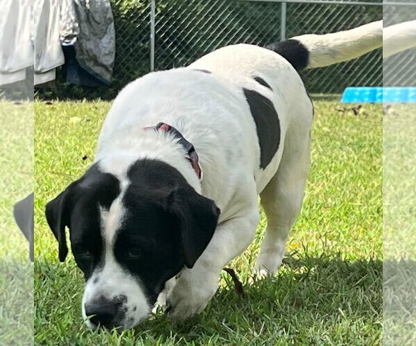 Medium Photo #2 Frengle Puppy For Sale in Newfoundland, PA, USA