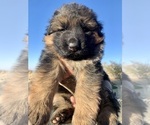 Small #1 German Shepherd Dog