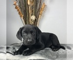 Small Labrador Retriever