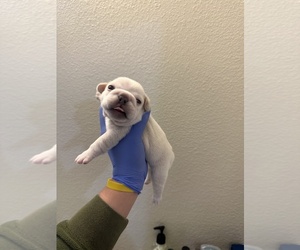 French Bulldog Puppy for sale in AUBURN, WA, USA