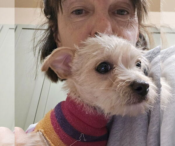 Medium Photo #2 Chihuahua-Unknown Mix Puppy For Sale in Castle Rock, CO, USA