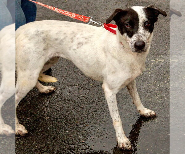 Medium Photo #7 Retriever -Unknown Mix Puppy For Sale in Canton, CT, USA