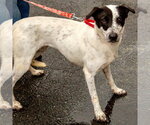 Small #6 Retriever  Mix