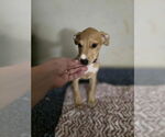 Small #3 Doberman Pinscher-Labrador Retriever Mix
