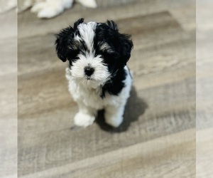 Morkie-Poodle (Miniature) Mix Puppy for Sale in SAN TAN VALLEY, Arizona USA