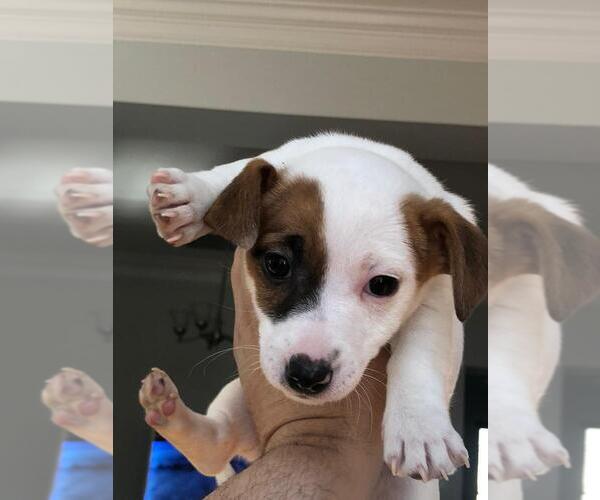 Medium Photo #8 Jack Russell Terrier Puppy For Sale in CHANTILLY, VA, USA