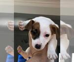 Small Photo #8 Jack Russell Terrier Puppy For Sale in CHANTILLY, VA, USA