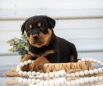 Puppy Niko Rottweiler