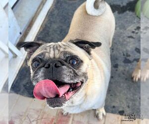 Wendra - Female Pug-Unknown Mix Dog for Adoption - Photo #2