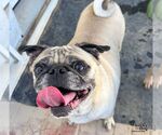 Small Photo #2 Pug-Unknown Mix Puppy For Sale in Washington, DC, USA
