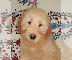 Golden Labrador-Poodle (Standard) Mix Puppy for sale in WEST GROVE, PA, USA