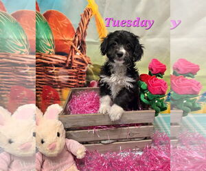 Lhasa Apso-Unknown Mix Dogs for adoption in Modesto, CA, USA