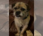 Small #3 Border Terrier Mix