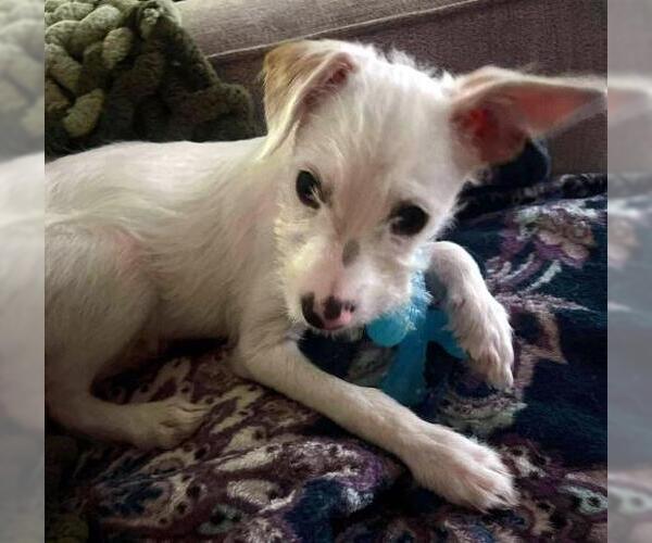 Medium Photo #3 Malchi Puppy For Sale in Oakley, CA, USA