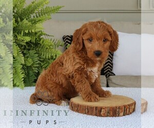 Goldendoodle (Miniature) Puppy for sale in NARVON, PA, USA