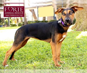 Bolda - Female Doberman Pinscher-German Pinscher Mix Dog for Adoption - Photo #8