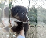 Small Photo #2 Australian Shepherd Puppy For Sale in MOSELLE, MS, USA
