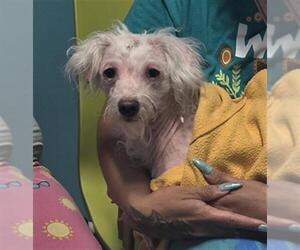 Poodle (Miniature)-Unknown Mix Dogs for adoption in Houston, TX, USA