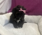Puppy Bambi toy size Shih-Poo
