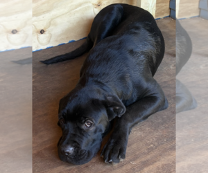 Joe - Male Mutt Dog for Adoption - Photo #2