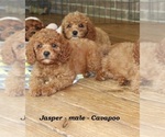 Small #3 Cavapoo