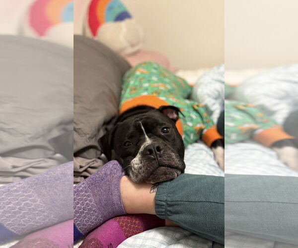 Medium Photo #7 Mutt Puppy For Sale in Crete, IL, USA