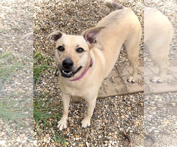 Medium Photo #2 Chihuahua-Unknown Mix Puppy For Sale in Estherville, IA, USA