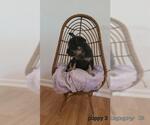 Small Miniature Schnauzer Mix