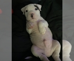 Small #2 American Bully