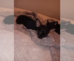 Small Photo #9 Chihuahua Puppy For Sale in PHILADELPHIA, PA, USA