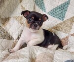 Puppy Arlo Chihuahua