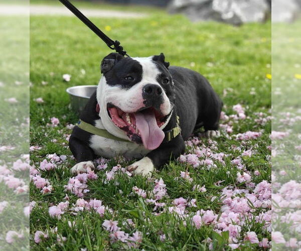 Medium Photo #4 Mutt Puppy For Sale in Elmsford, NY, USA
