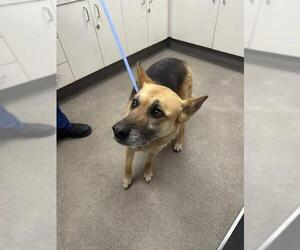 German Shepherd Dog Dogs for adoption in HESPERIA, CA, USA