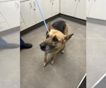 Small German Shepherd Dog