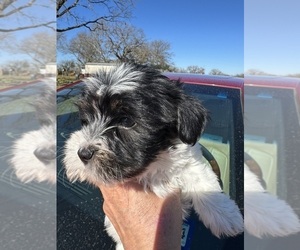 Shorkie Tzu Puppy for sale in FORT WORTH, TX, USA