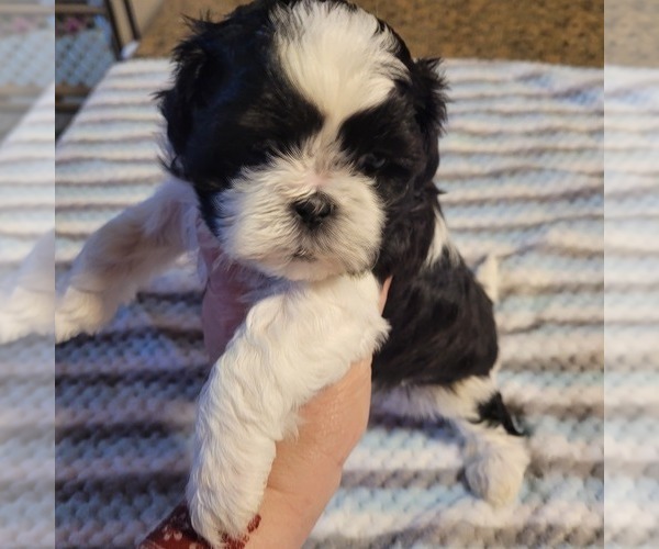 Medium Photo #2 Shih-Poo Puppy For Sale in HOBART, IN, USA