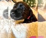 Small Photo #1 Labradoodle Puppy For Sale in KINGSPORT, TN, USA