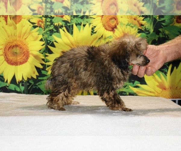 Medium Photo #36 Poodle (Toy) Puppy For Sale in DYERSBURG, TN, USA