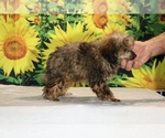 Marbles - Male Poodle (Toy) Puppy for Sale - Photo #36
