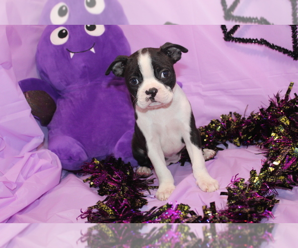 Medium Photo #10 Boston Terrier Puppy For Sale in BROOKSVILLE, FL, USA