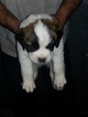 Puppy 4 Saint Bernard