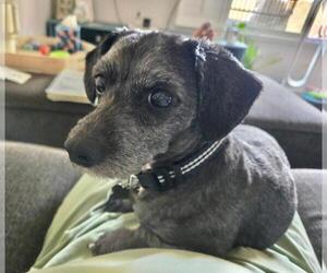 Dachshund-Unknown Mix Dogs for adoption in Los Angeles, CA, USA