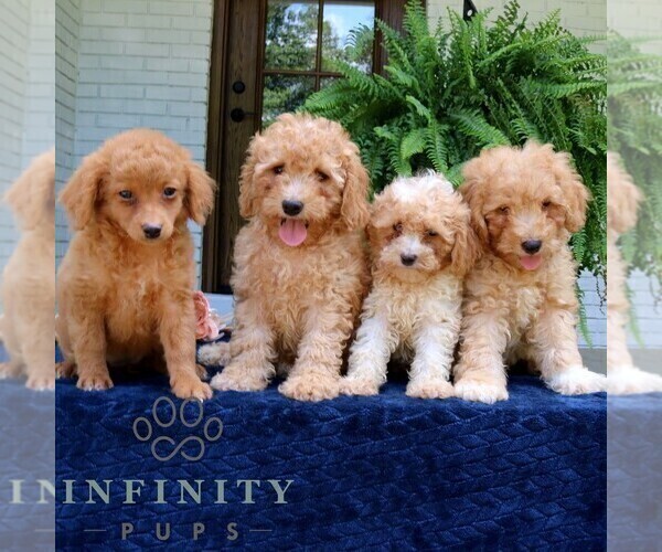 Medium Photo #2 Cavapoo Puppy For Sale in PARADISE, PA, USA
