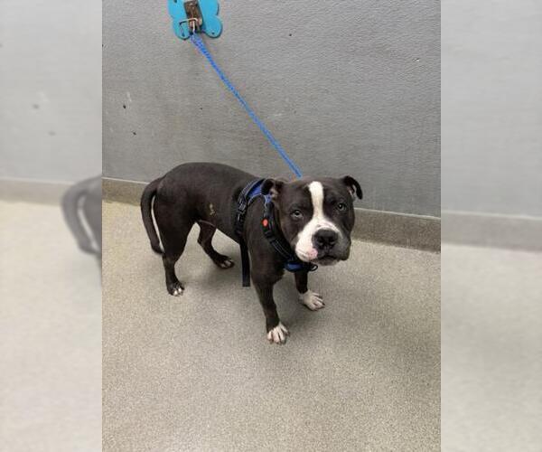 Medium Photo #1 American Pit Bull Terrier-Unknown Mix Puppy For Sale in Las Vegas, NV, USA