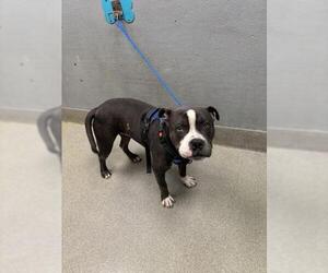 American Pit Bull Terrier-Unknown Mix Dogs for adoption in Las Vegas, NV, USA