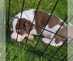 Small #4 Staffordshire Bull Terrier Mix