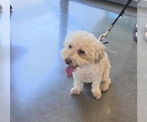 Maltese-Unknown Mix Dogs for adoption in San Martin, CA, USA